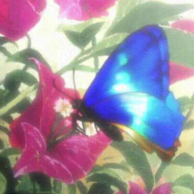 butterfly